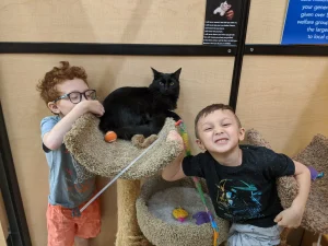 Adoptions increase 20% in March 2020 14