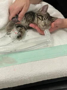 Oliver: The Fearless Fighter 1 Oliver being sedated.