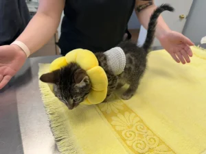Oliver: The Fearless Fighter 4 Oliver in his recovery cone.