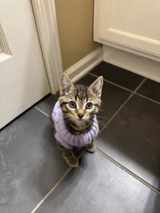 Oliver: The Fearless Fighter 5 Oliver in his recovery sweater.