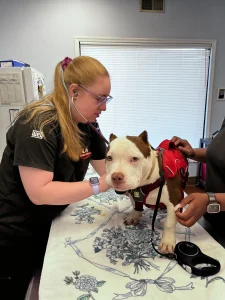 A pittie being checked during the Pit Bull Wellness Event in Duluth.
